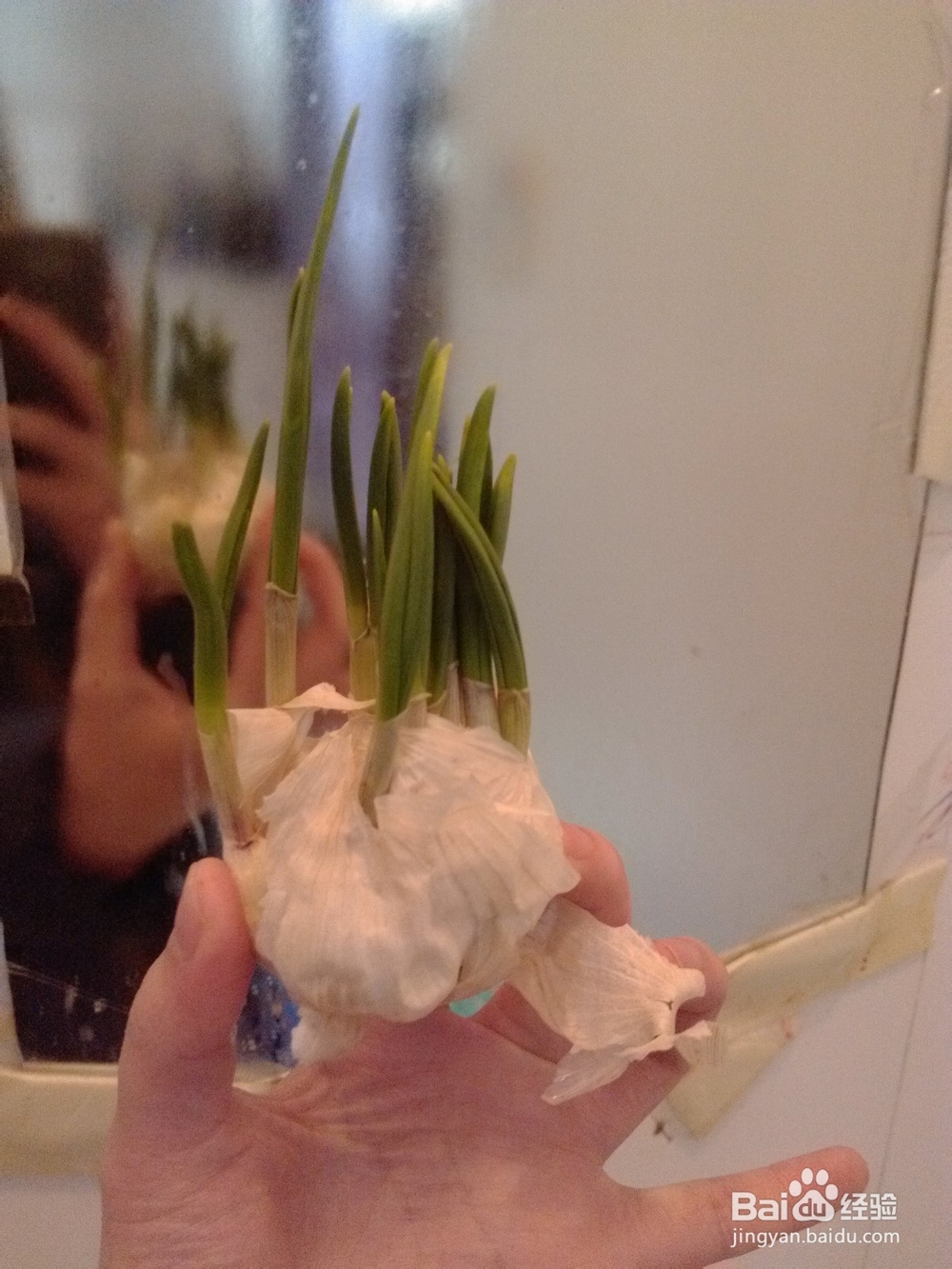 废物利用之废旧花盆移植