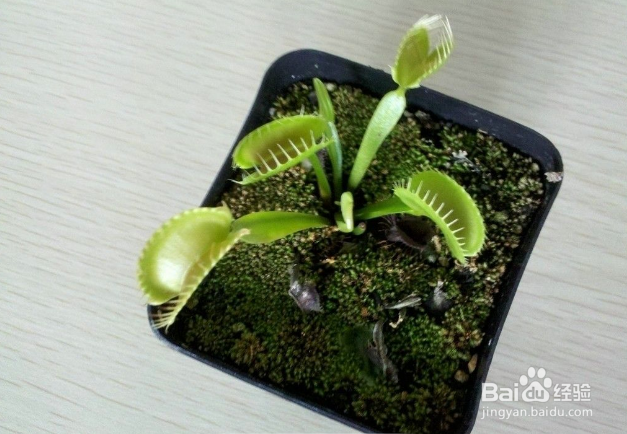 食蝇草怎么养护