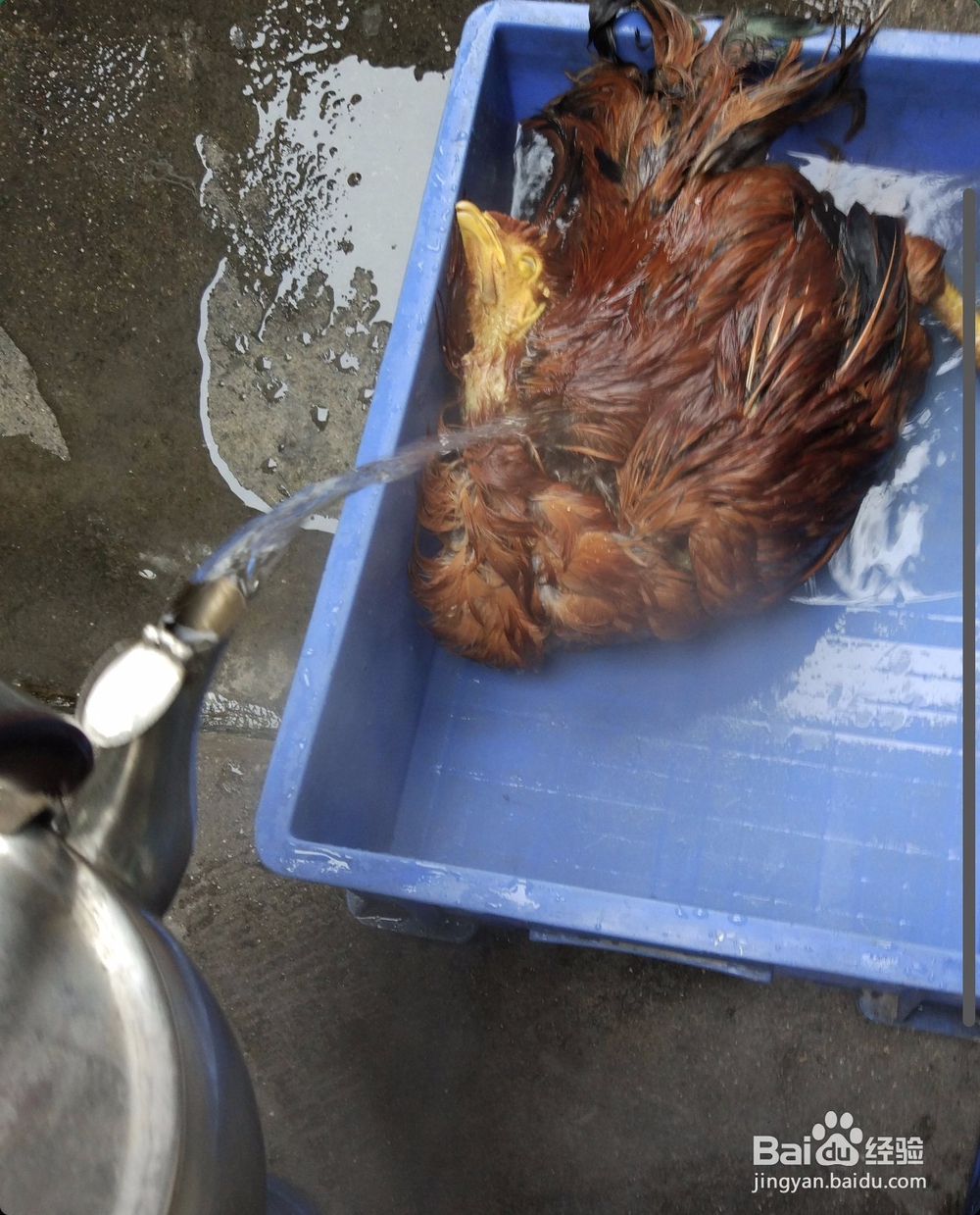 农村拜神鸡贡品鸡怎么处理收拾