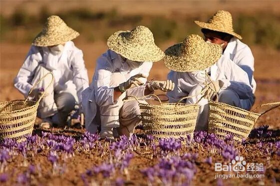 藏红花的功效与作用及禁忌有哪些？