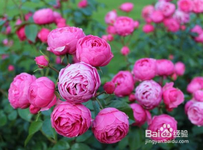 月季夏季怎样不休眠