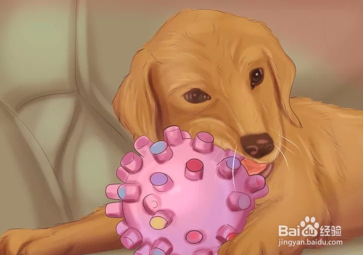 如何确保爱犬产后健康?