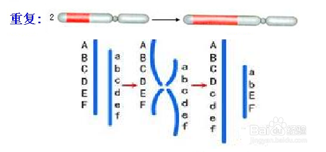 染色体结构变异类型
