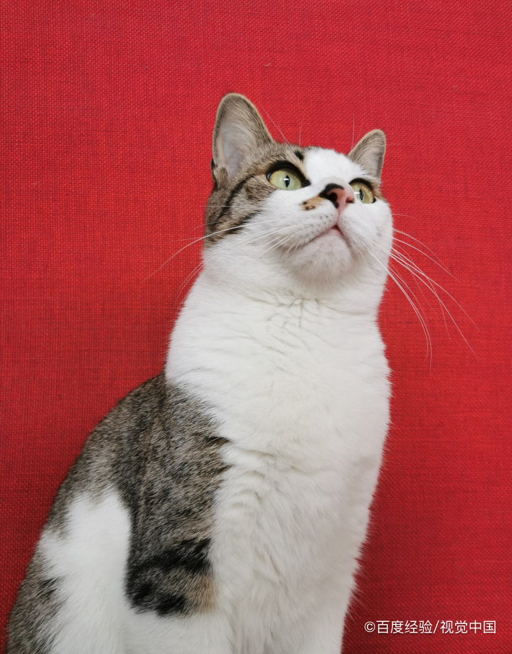 异地驾照如何转入本地