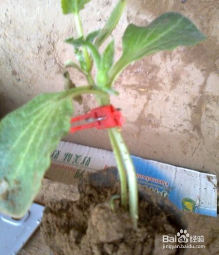 西瓜嫁接后怎么判断是活了