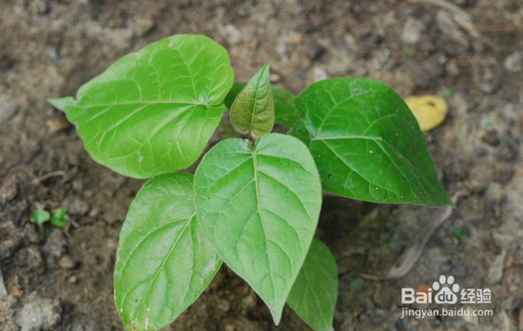 怎样种植树番茄