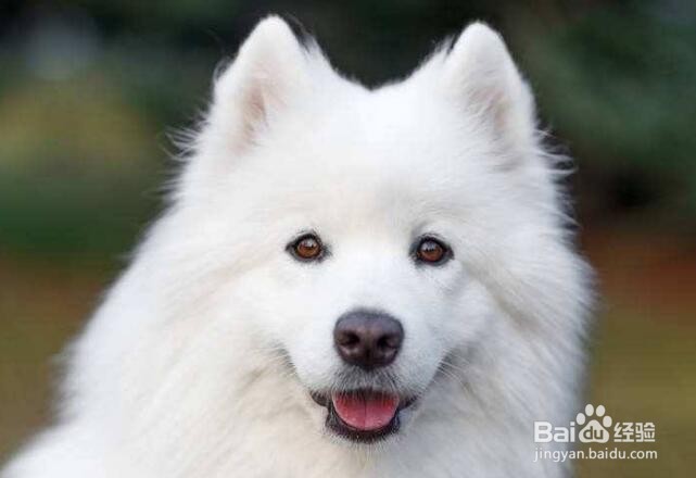 十大新手最好养的中型犬