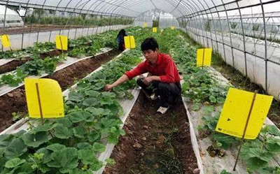 小青菜生虫不用农药有何方法能驱虫