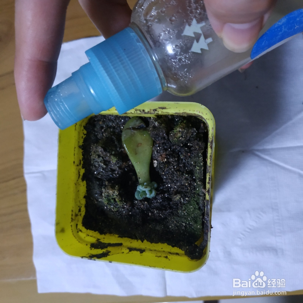 冬天多肉叶片扦插方法