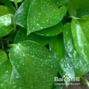 怎样让绿萝的叶子又大又绿