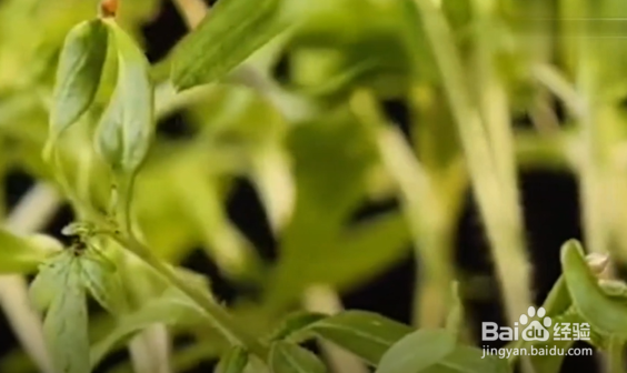 怎样在家种植芦荟、西红柿和黄瓜