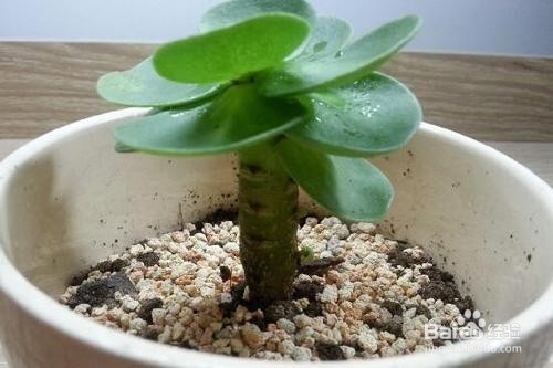 金钱木如何多爆侧芽