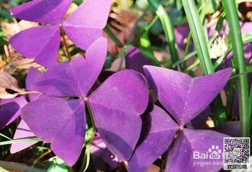 紫叶酢浆草如何爆盆