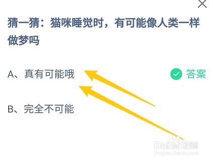 猫咪睡觉时，有可能像人类一样做梦吗