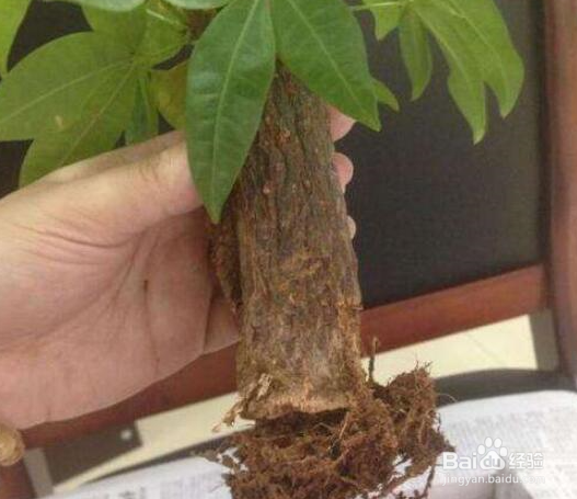 发财树树干萎缩怎么办