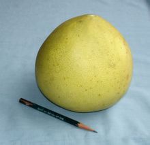 柚子的主要功效