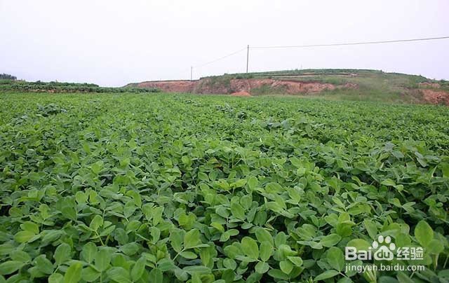 花生黄叶的原因及花生黄叶的防治方法