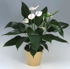 如何莳养风姿雅致的白鹤芋?