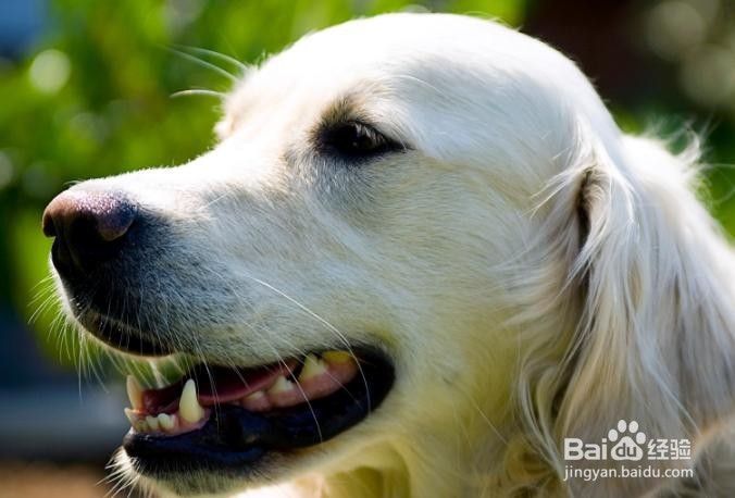 怎样预防痛风的急性发作