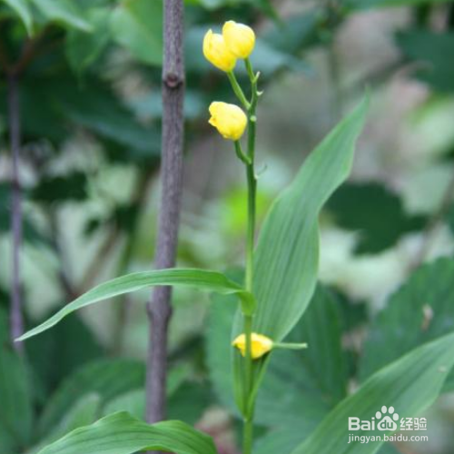 耳唇兰的养殖方法和注意事项