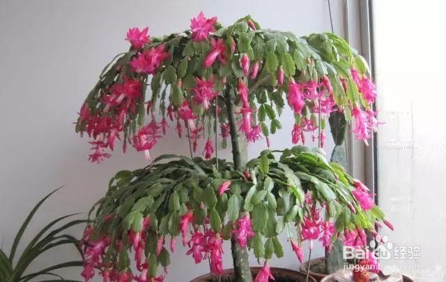 蟹爪莲开花时怎样护理