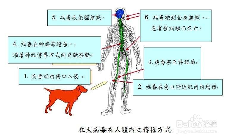 被猫狗咬伤怎么办？
