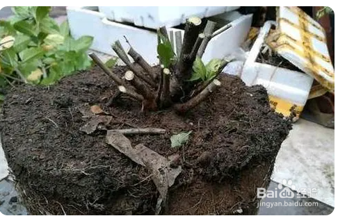 桅子花怎么修枝