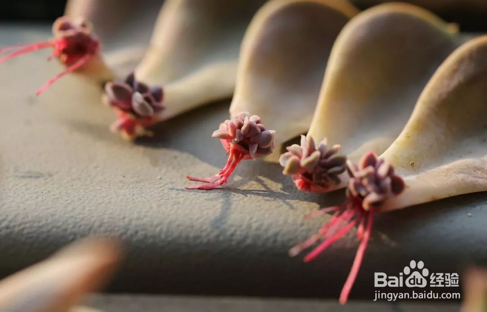 这样叶插多肉叶片轻松变成小森林！