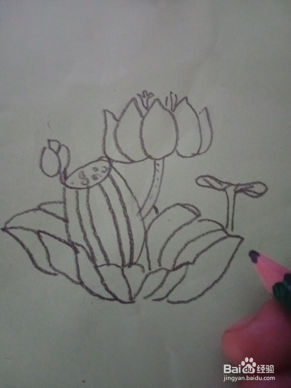 荷花的简笔画怎么画？