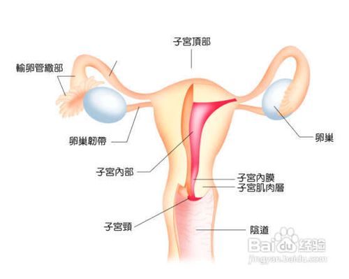 输卵管积液怎么办