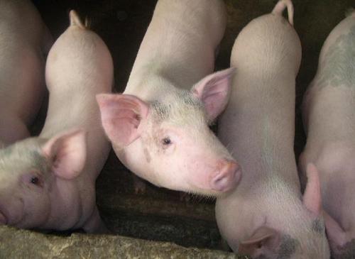 多余的月饼如何处理