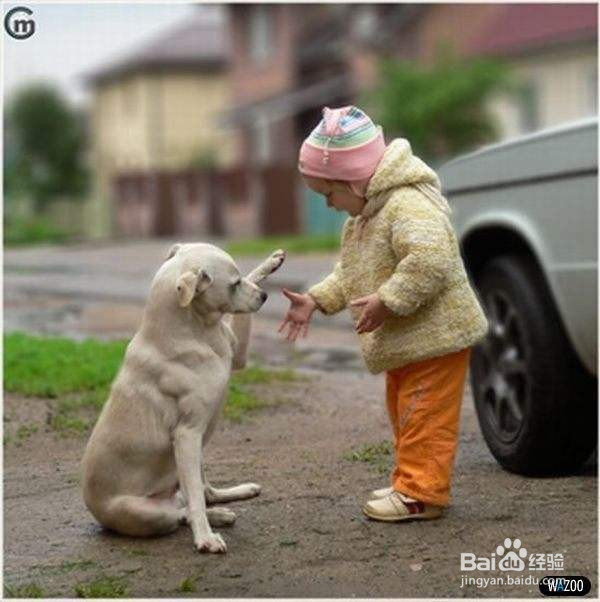 网友拍下的自家蠢汪的搞笑瞬间，这是要成精啊