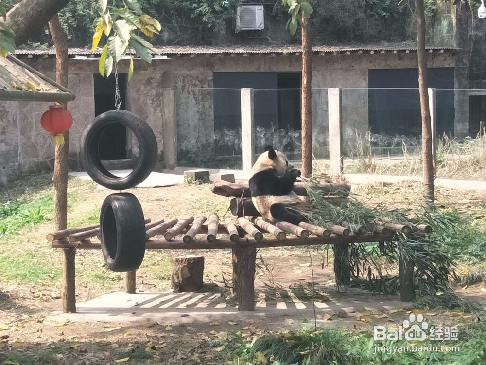 动物园看这些动物认识吗?