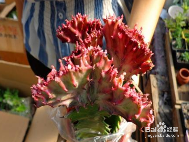 彩麒麟的养殖方法是什么？