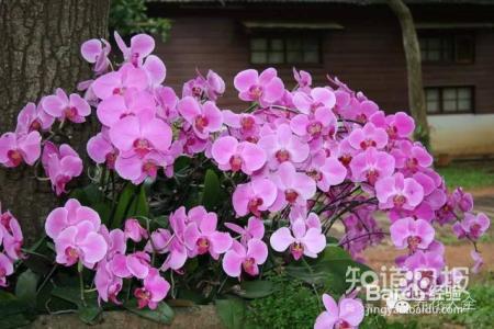 100种兰花品种图鉴，花开瞬间，艳冠群芳！