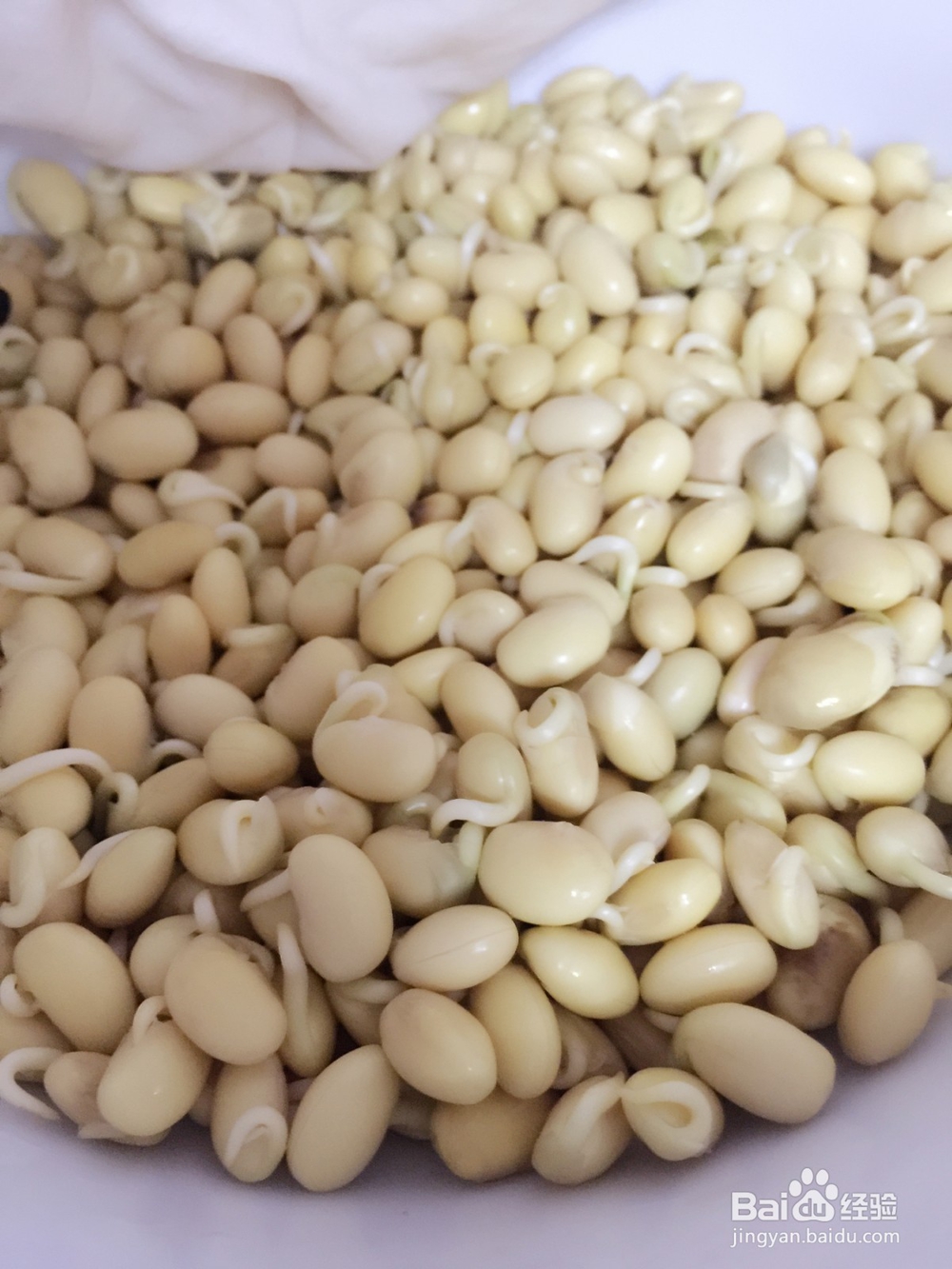 怎样生黄豆芽？