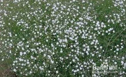 满天星叶子发黄怎么办