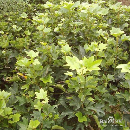 熊掌木的培育方法和注意事项