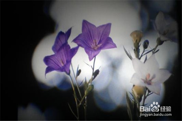 桔梗的养殖技巧和注意事项都有什么？