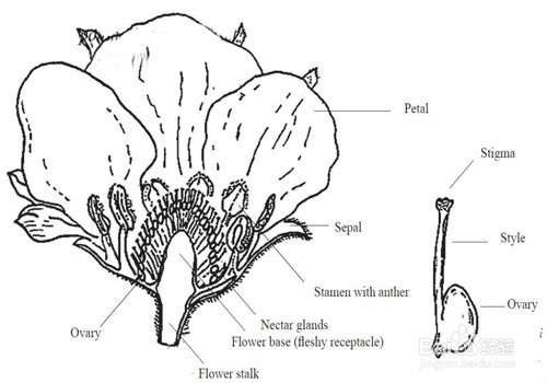 草莓使用熊蜂授粉的简便方法