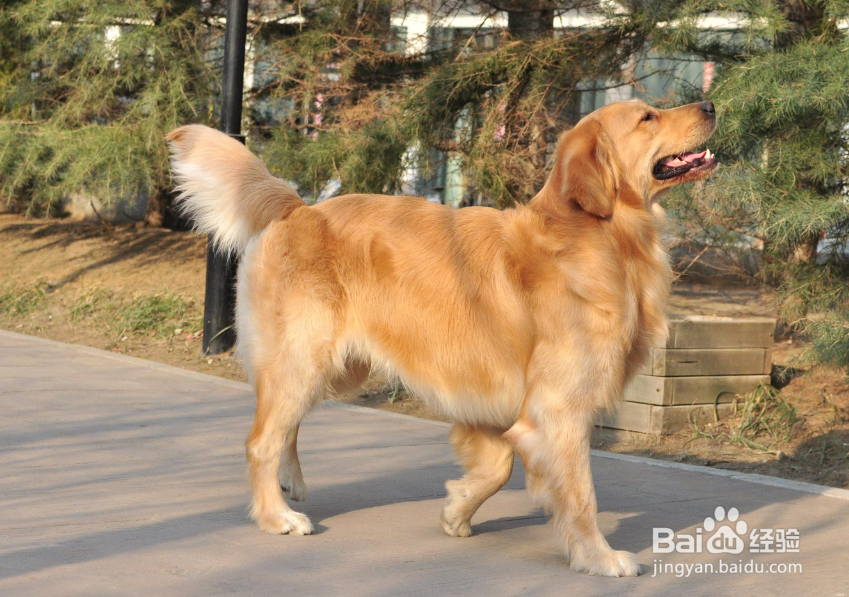 金毛容易得皮肤病怎么办