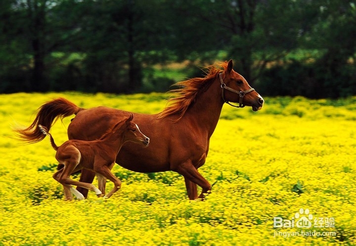 山丹军马场旅游攻略
