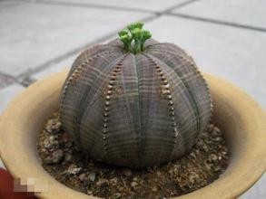 大戟科布纹球的养殖方法