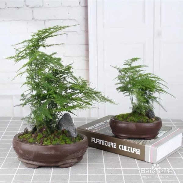 文竹的养护秘籍