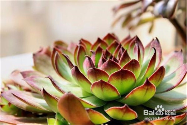 观音莲的养殖方法和注意事项都有哪些？