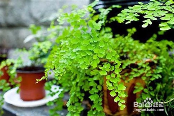 铁线蕨的养殖方法和注意事项有哪些?