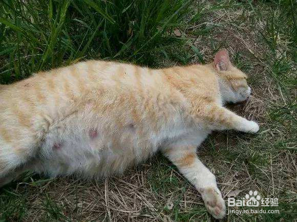 照顾怀孕期间的猫咪有哪些注意事项？