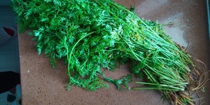 蒸面-胡萝卜叶的做法