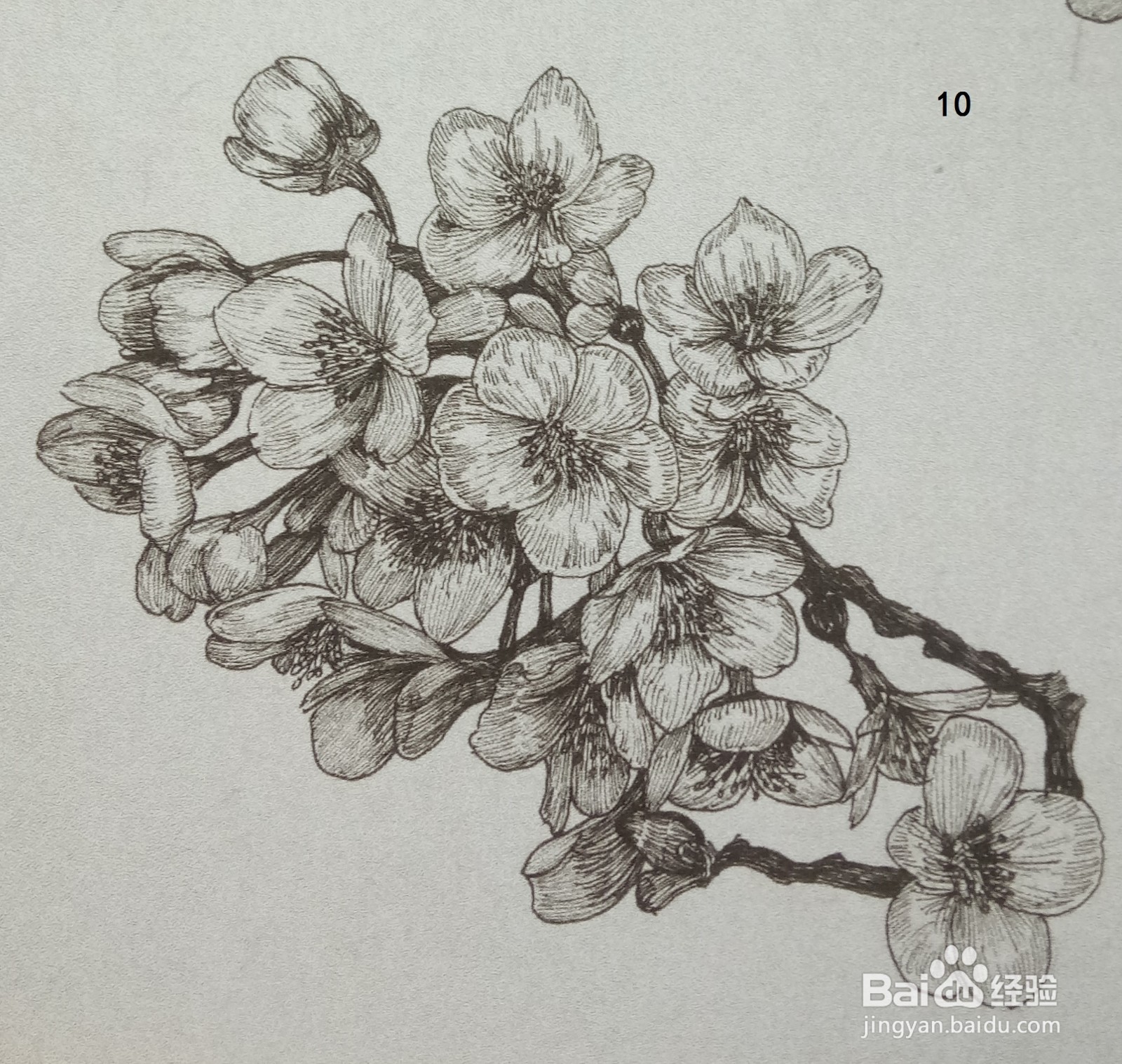 用钢笔绘制一簇桃花的画法