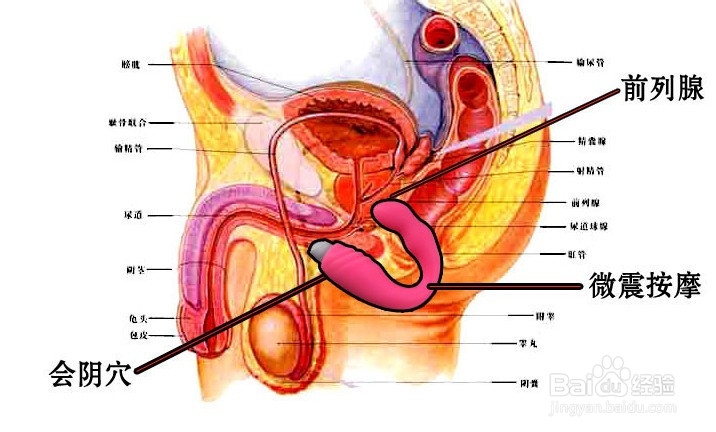 男人命根锻炼方法
